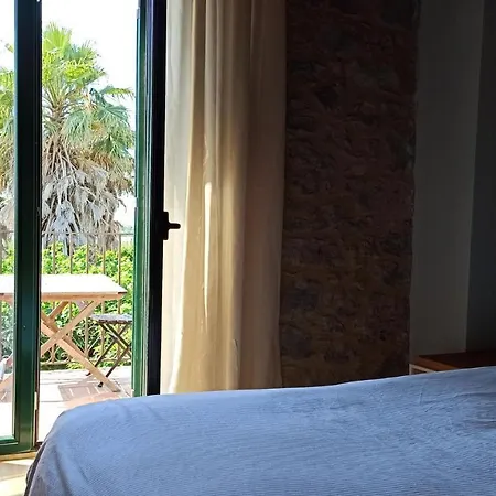 Palmeras * Sant Pere Pescador